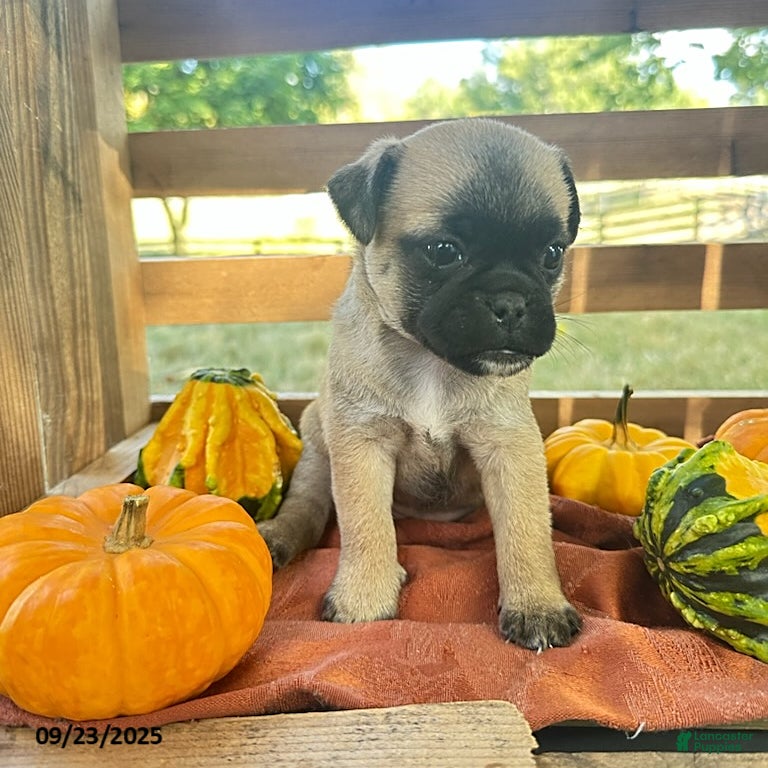 Jack Russell Pug And King Charles Mix Charles Spaniel Cavoodle X