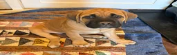 Cane Corso dogs for sale: "Red" - Ad 3