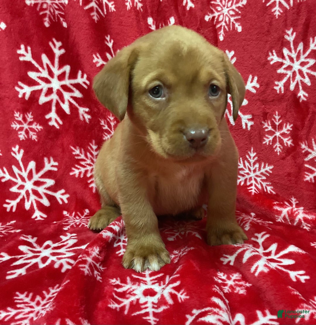 Labrador Retriever dogs for sale: Charlotte - Ad 1