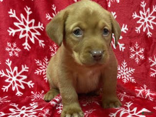 Labrador Retriever dogs Charlotte - Ad 28