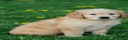 Golden Retriever dogs for sale: Max - Ad 5