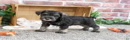 Miniature Schnauzer dogs for sale: Trenton - Ad 3