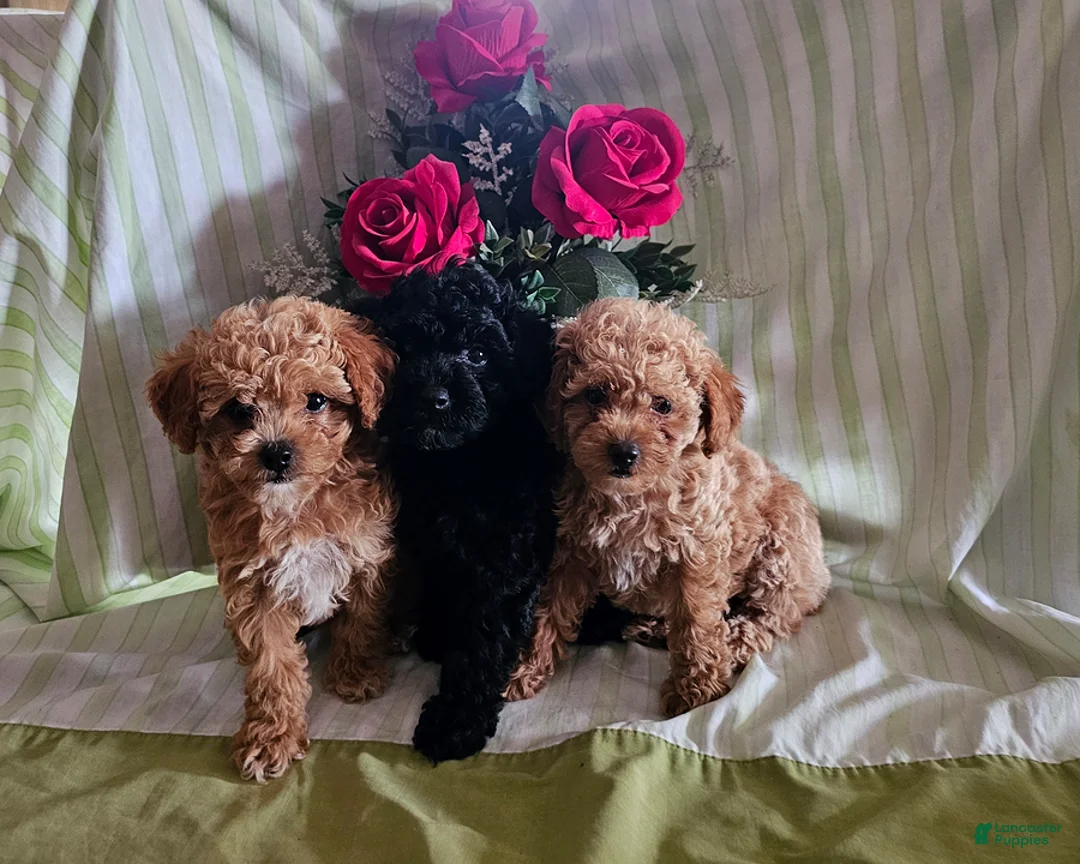 Toy Poodle dogs for sale: Sunny - Ad 6