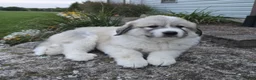 Great Pyrenees dogs for sale: Parker - Ad 4