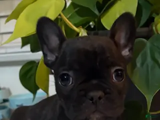 French Bulldog dogs Squeaks - Ad 18