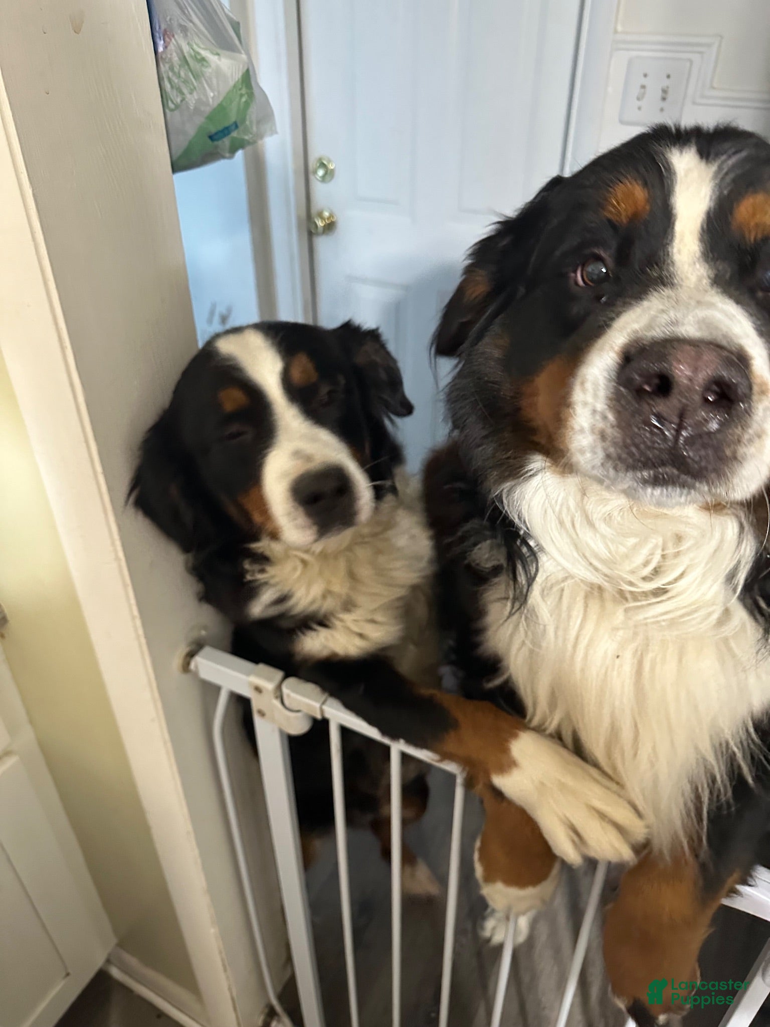 Bernese Mountain Dog dogs Bernese Mountain Dog 4. Yellow collar  - Ad 2