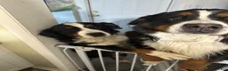Bernese Mountain Dog dogs for sale: Bernese Mountain Dog 4. Yellow collar  - Ad 2