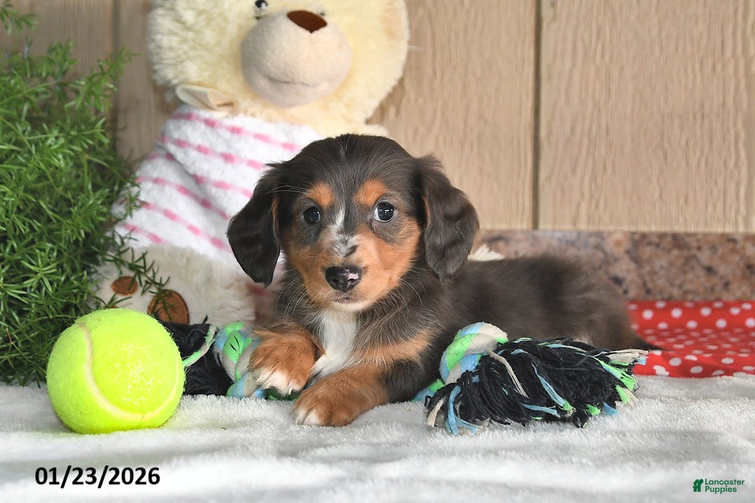 Miniature Dachshund dogs for sale: Cocoa - Ad 5