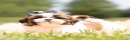 Shih Tzu dogs for sale: Gus Gus - Ad 3