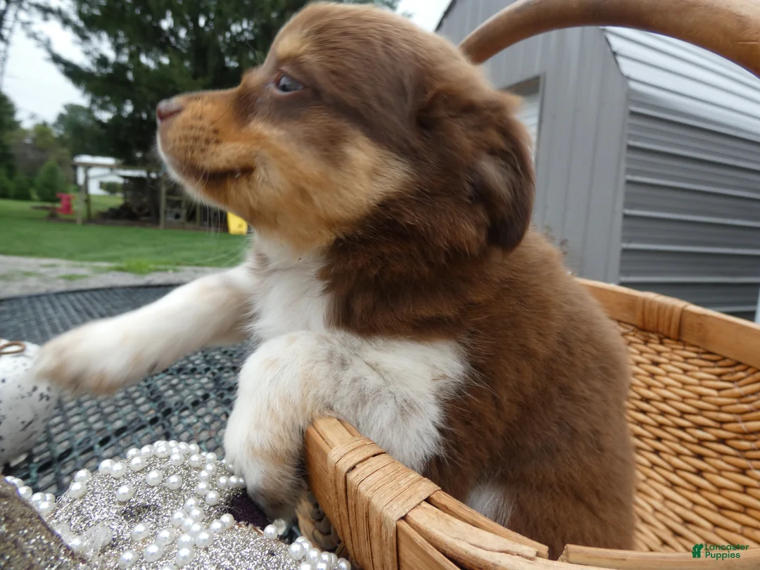 Mini Aussiedoodle dogs for sale: Mini Aussiedoodle 3 Reanna - Ad 2
