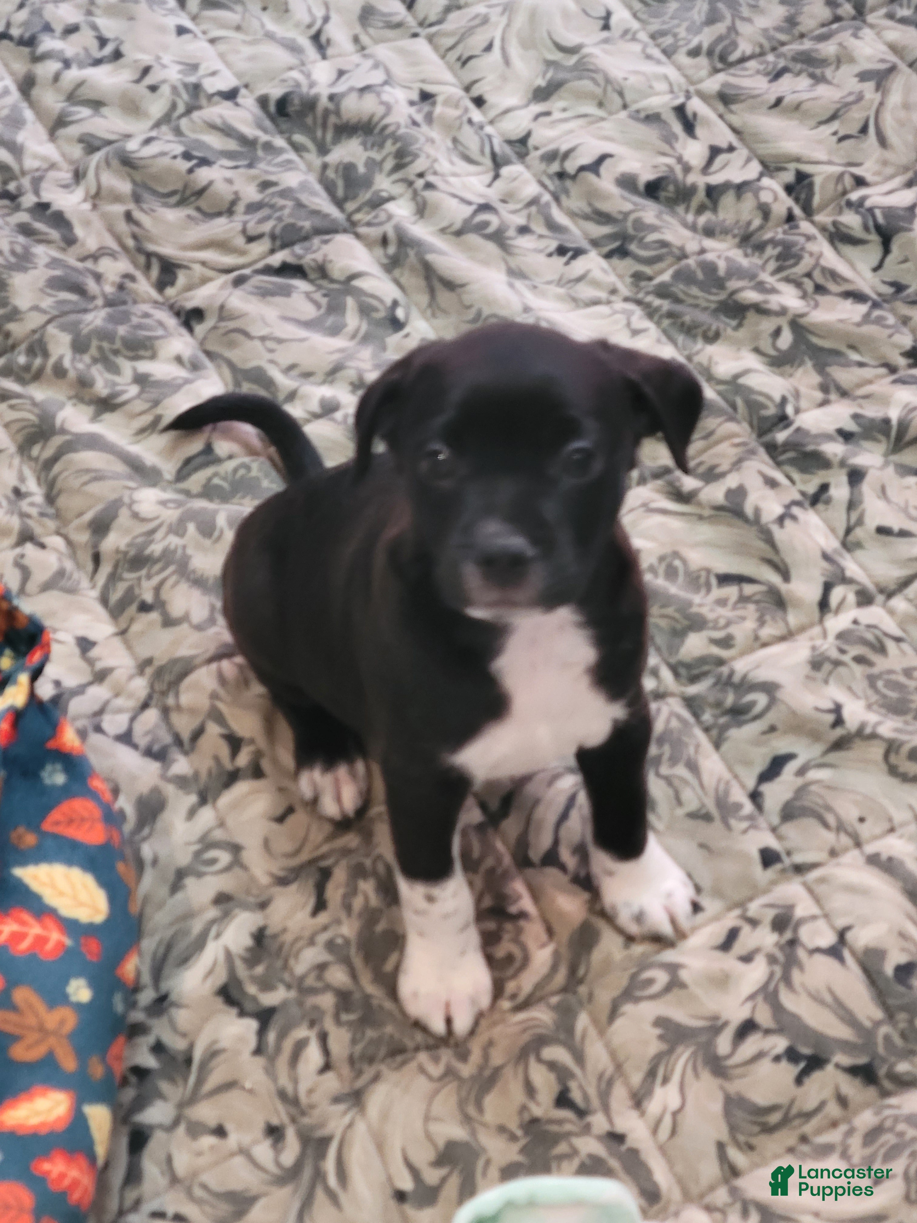 Mixed Breed dogs for sale: Mixed Breed 3 - Ad 3