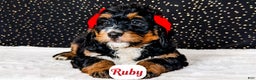 Bernedoodle dogs for sale: Ruby - Ad 1