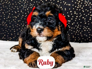 Bernedoodle dogs Ruby - Ad 1