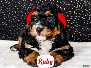 Bernedoodle dogs Ruby - Ad 28