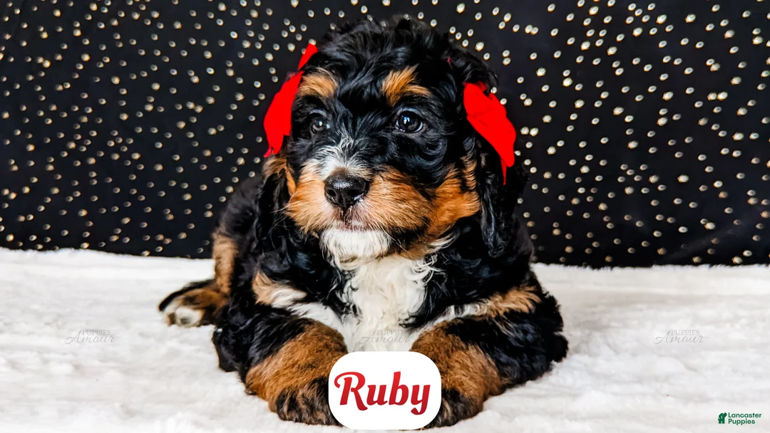 Bernedoodle dogs for sale: Ruby - Ad 1