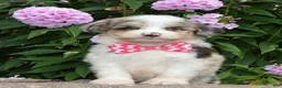 Mini Aussiedoodle dogs for sale: Mini Ava - Ad 13