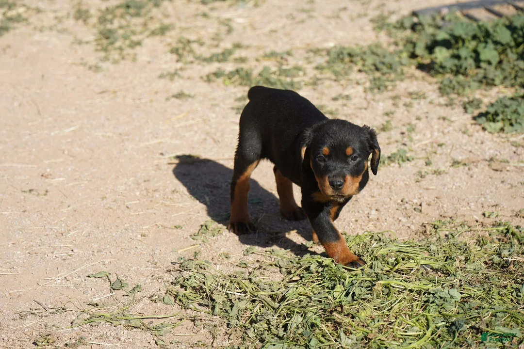 Rottweiler dogs for sale: Rottweiler F3 - Ad 2