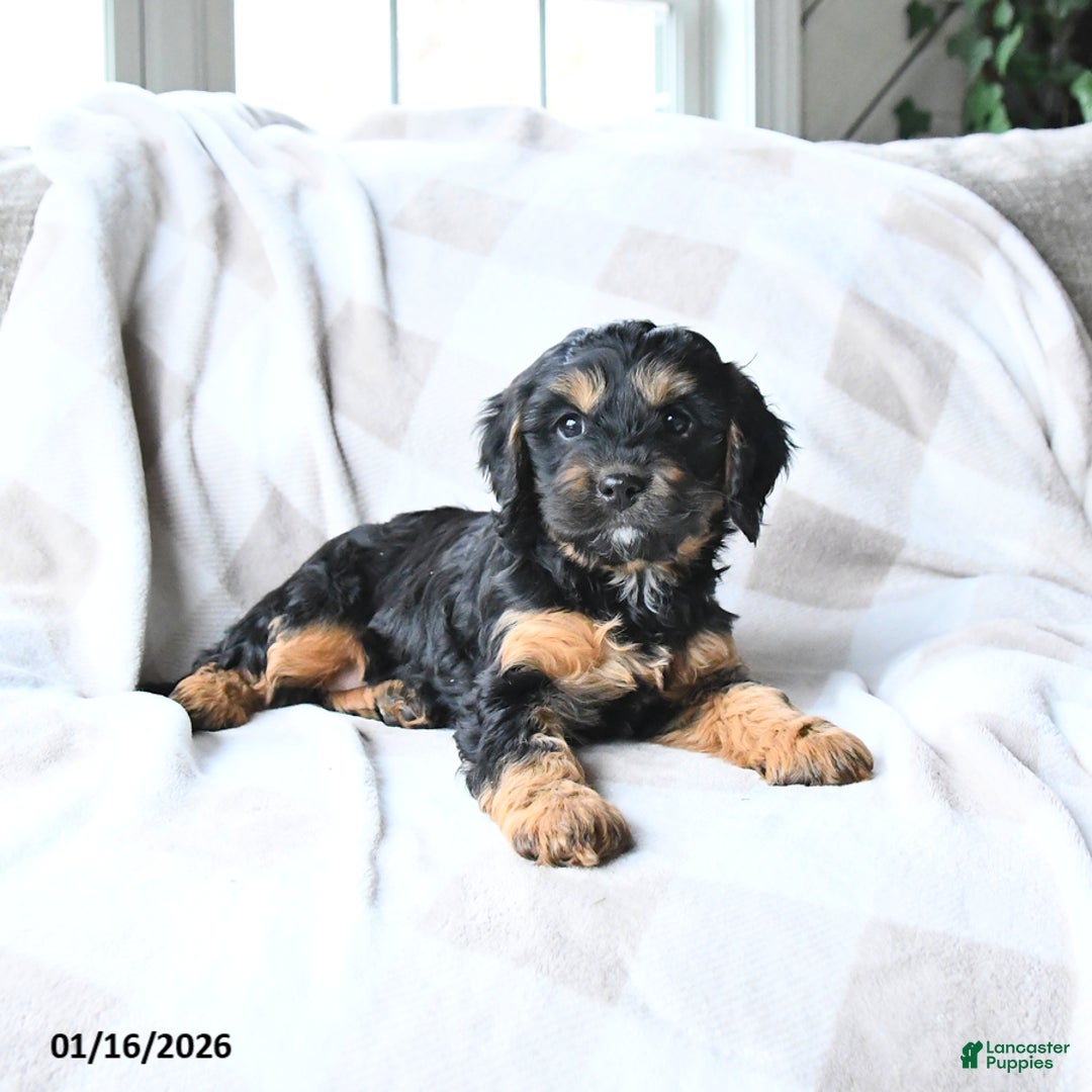 Cavapoo dogs for sale: Kyla - Ad 4