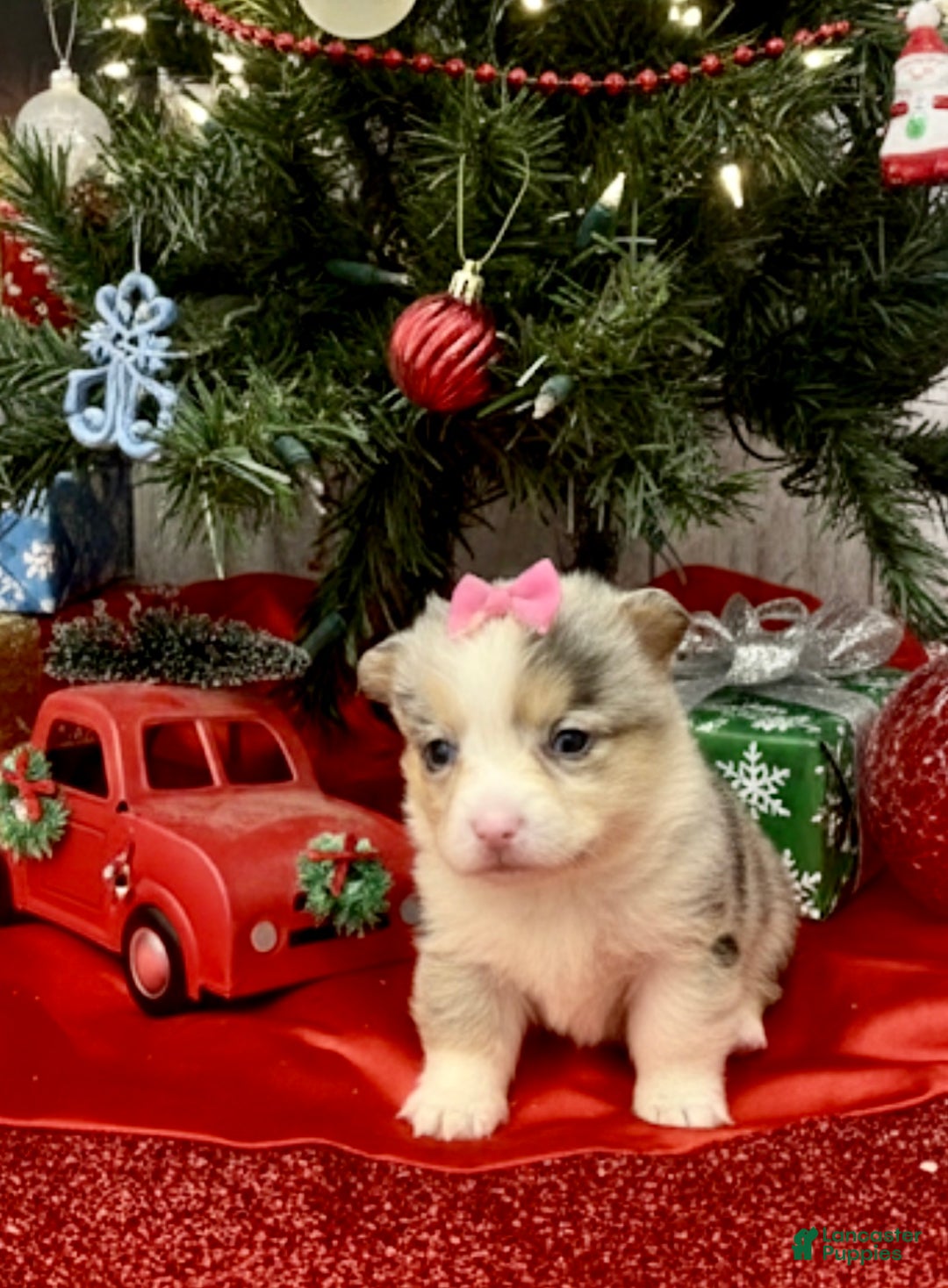 American Corgi dogs for sale: Blue Merle female  - Ad 1