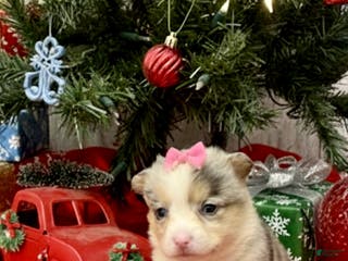 American Corgi dogs Blue Merle female - Ad 5