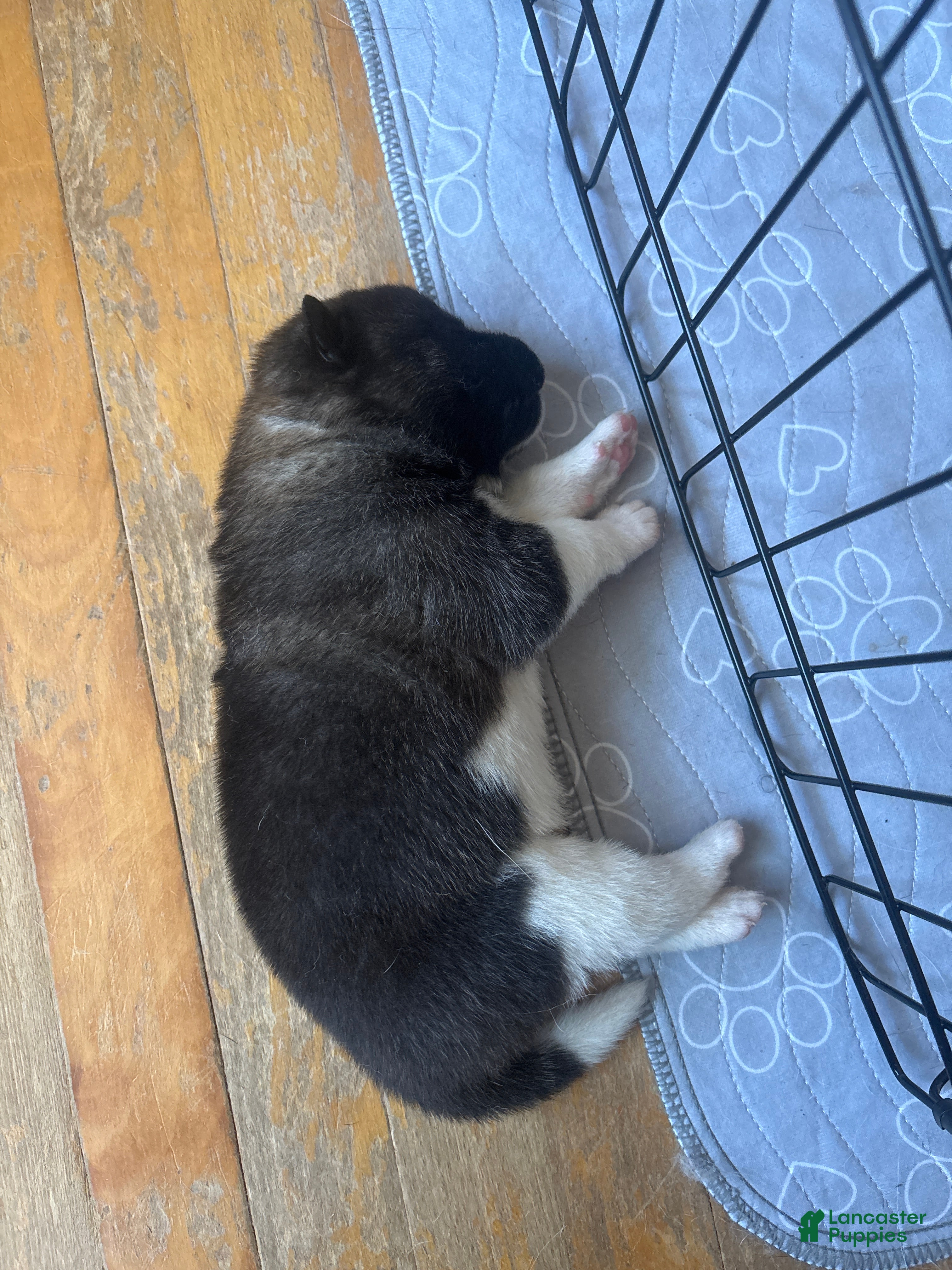 Akita dogs Akita 3 - Ad 1