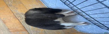 Akita 3