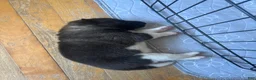 Akita dogs for sale: Akita 3 - Ad 1