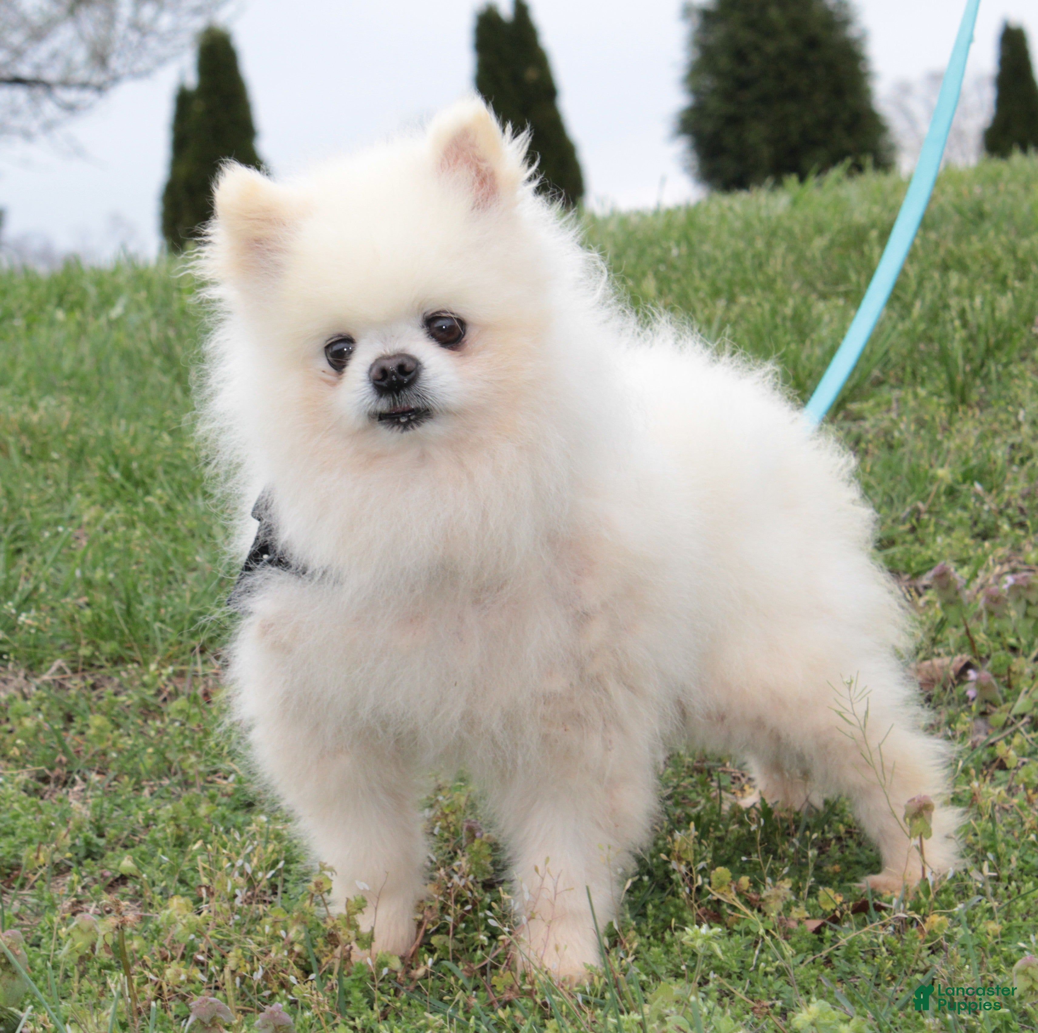 Pomeranian dogs Justin - Ad 1