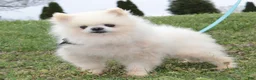 Pomeranian dogs for sale: Justin - Ad 1