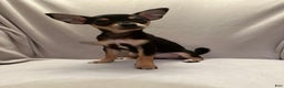 Chihuahua dogs for sale: Sadie - Ad 4