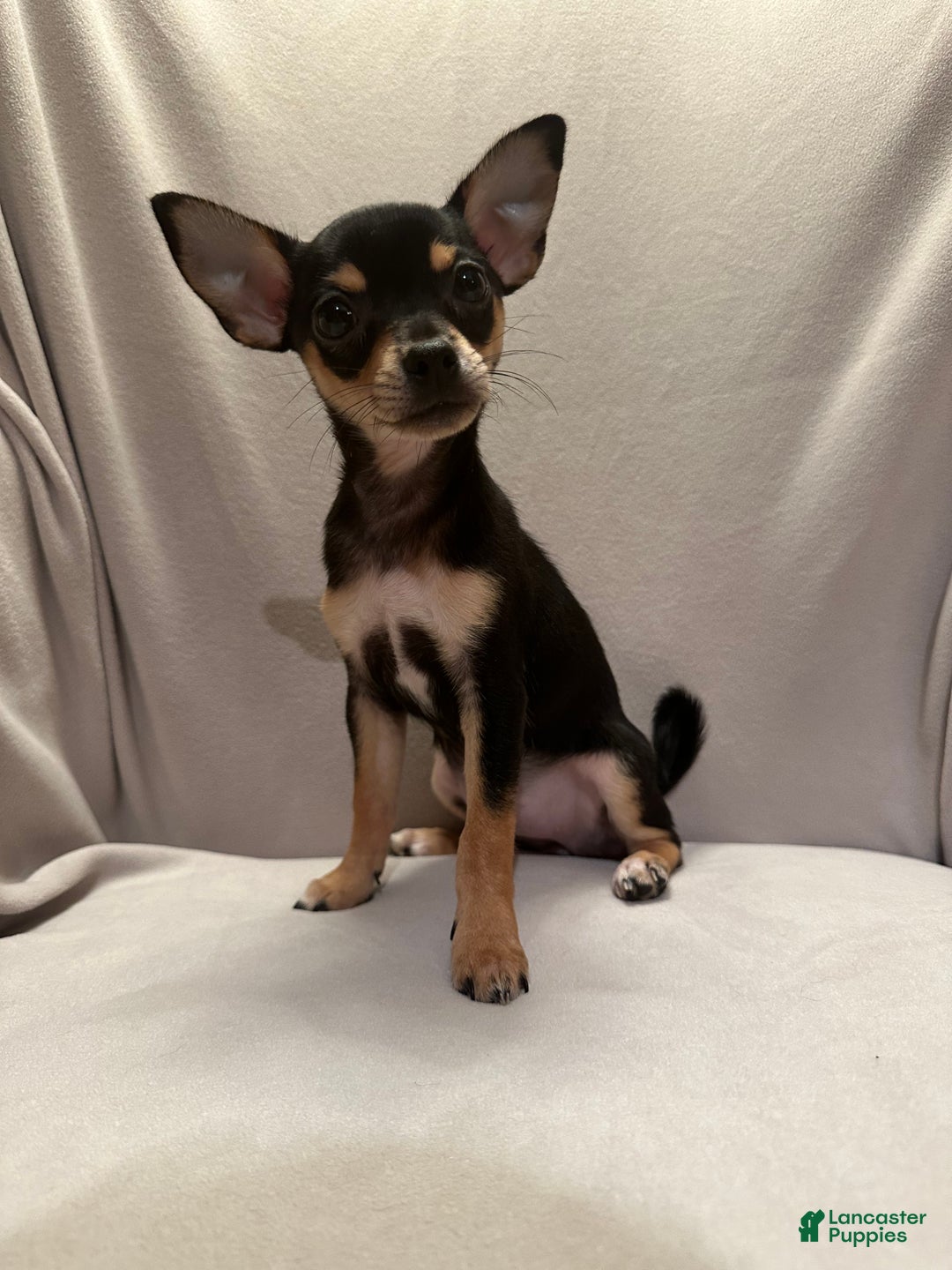 Chihuahua dogs for sale: Sadie - Ad 4