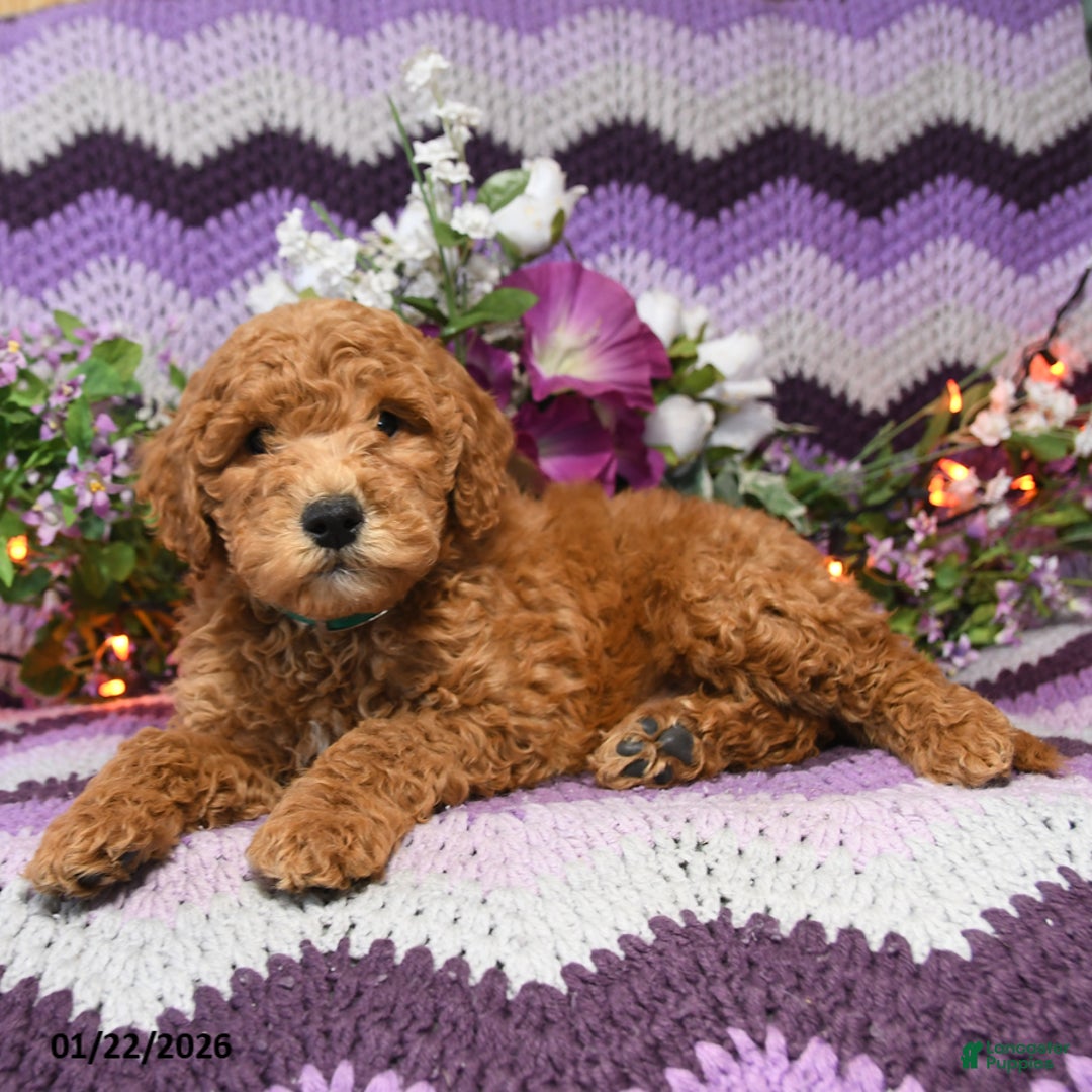 Mini Goldendoodle dogs for sale: Milo - Ad 2