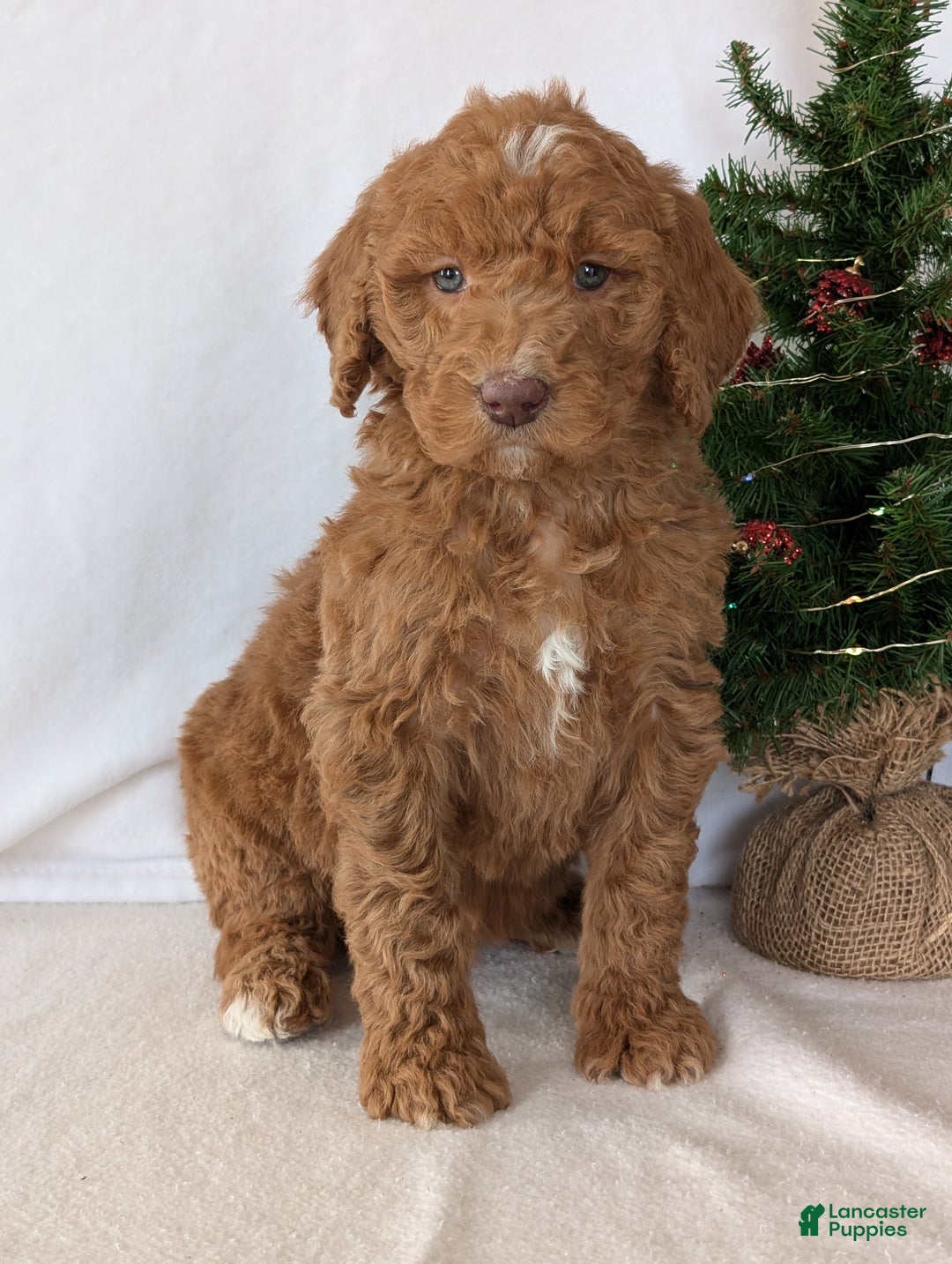 Goldendoodle dogs for sale: Miss Gracie  - Ad 17