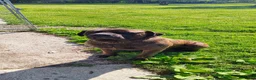 Mixed Breed dogs for sale: Mixed Breed 2 - Ad 5