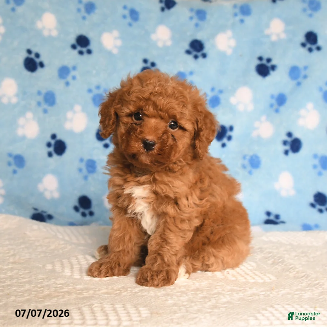 Mixed Breed dogs for sale: Biscuit - Ad 2