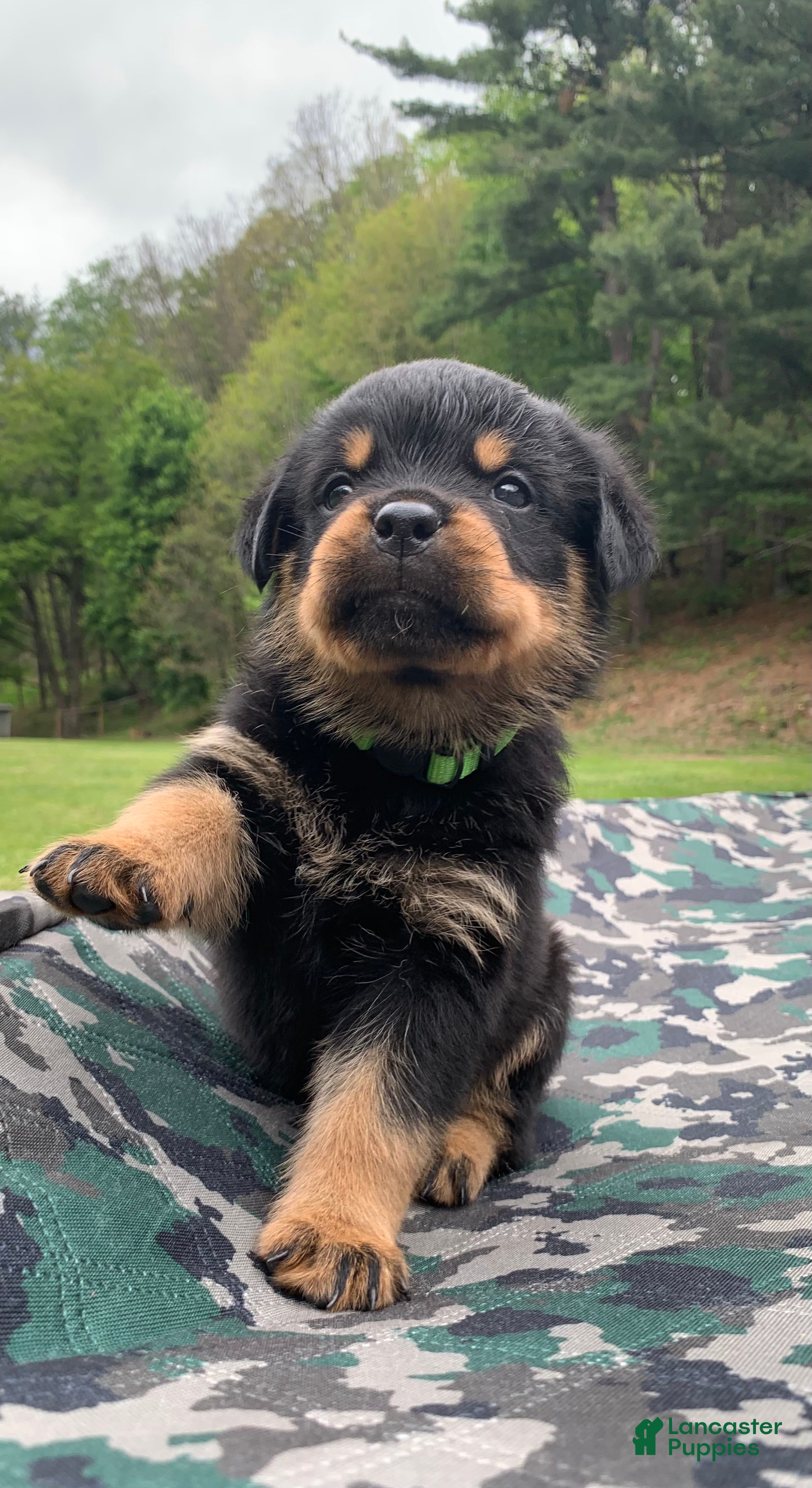 Rottweiler dogs Green Male - Ad 17