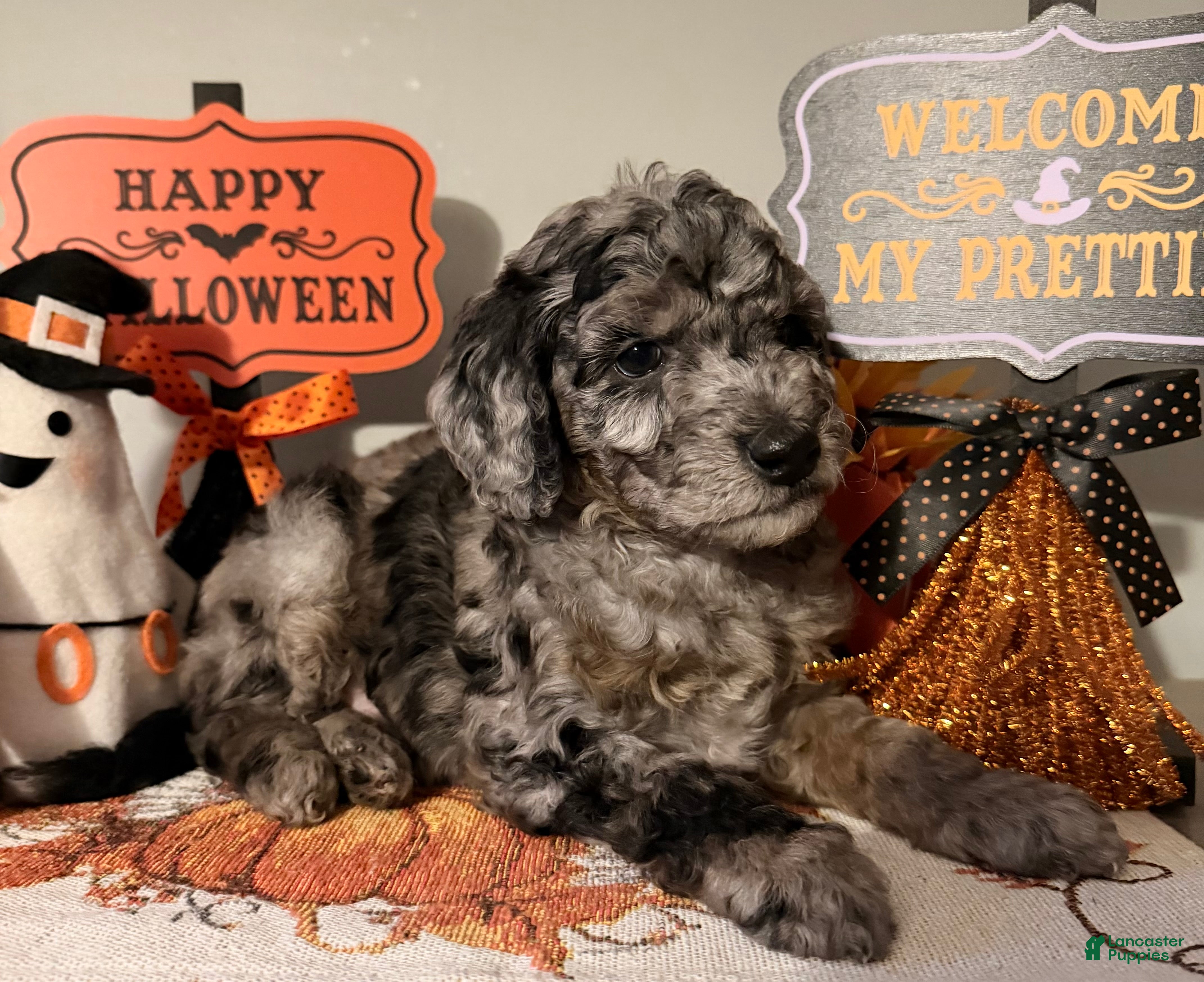 Mixed Breed dogs Cobweb - Ad 1