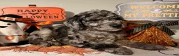Mixed Breed dogs for sale: Cobweb - Ad 1