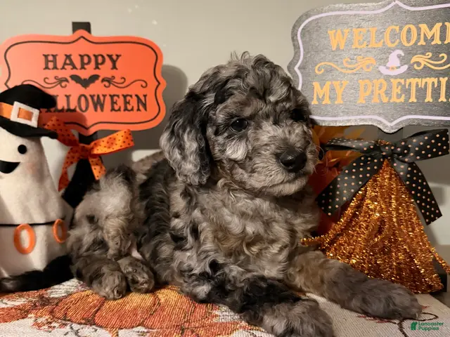 Mixed Breed dogs for sale: Cobweb - Ad 1