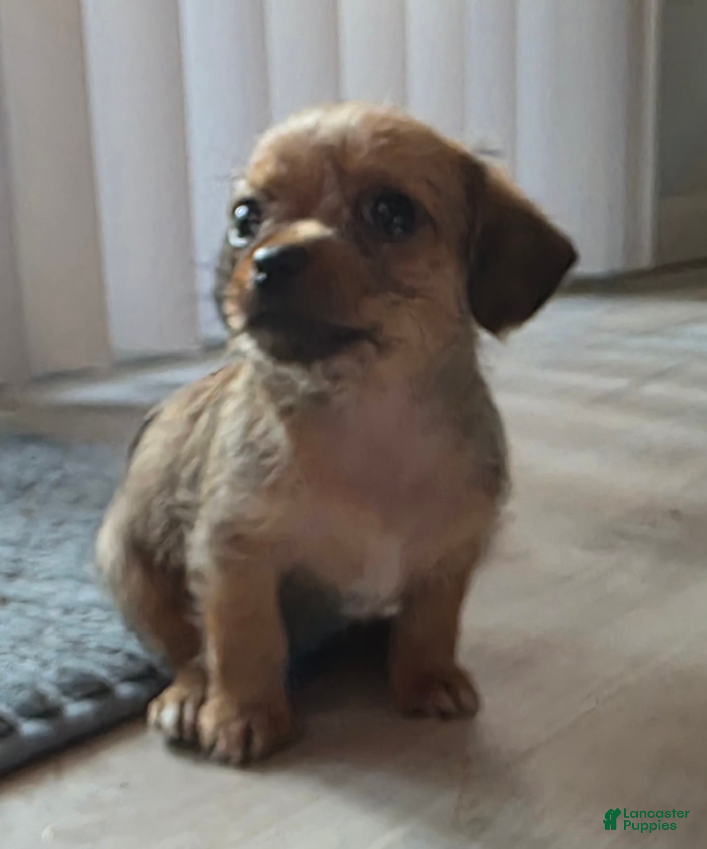 Mixed Breed dogs Pumpkin  - Ad 1