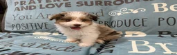 Aussiedoodle dogs for sale: Clover - Ad 4