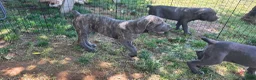 Cane Corso dogs for sale: Male  - Ad 5