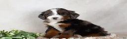 Bernedoodle dogs for sale: Sweety - Ad 5