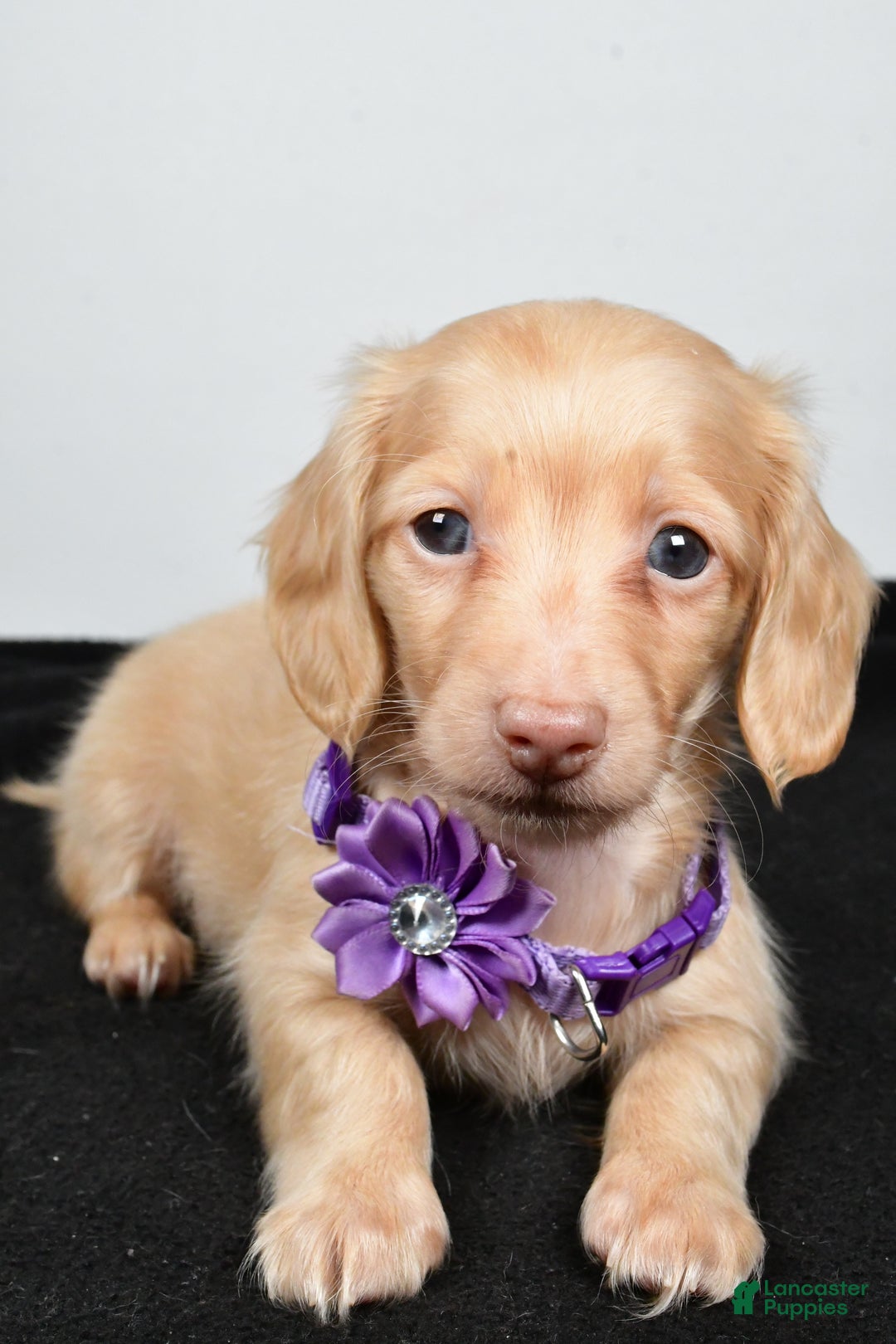 Miniature Dachshund dogs for sale: Annie - Ad 2