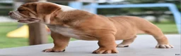 Mixed Breed dogs for sale: Hercules Bulldog hybrid  - Ad 30