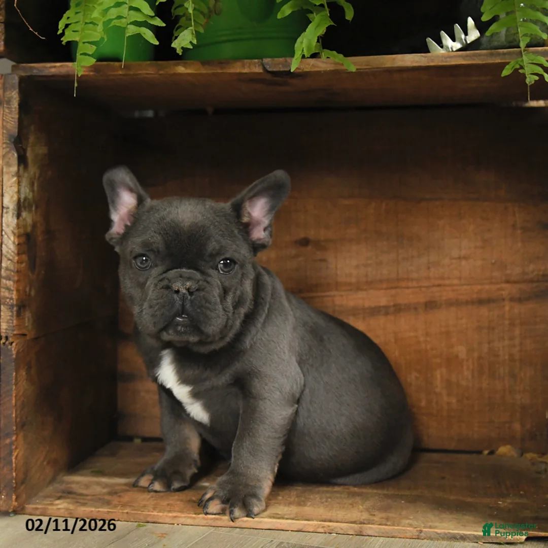 French Bulldog dogs for sale: Texas - Ad 3