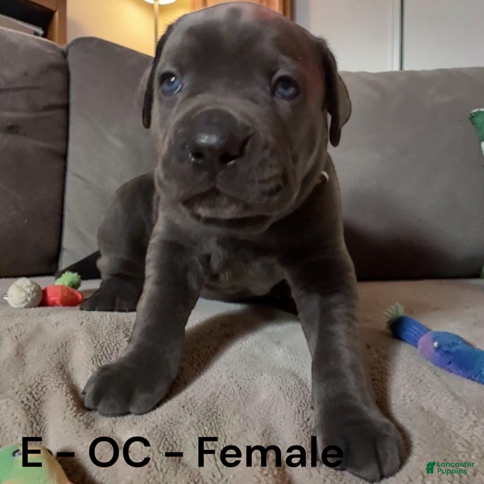 Cane Corso dogs for sale: Cane Corso Orange - Ad 3