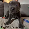 Cane Corso Orange