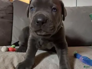 Cane Corso dogs for sale: Cane Corso Orange - Ad 3