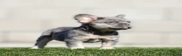 French Bulldog dogs for sale: French Bulldog 2 - Ad 3